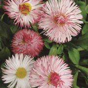 Bellis perennis 'Habanera White w/ Red Tips'