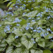 Brunnera macrophylla 'Jack Frost'