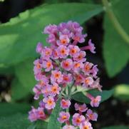 Buddleia davidii 'Bicolor' Buddleia davidii 'Bicolor'