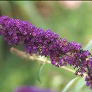 Buddleia davidii 'Black Knight'