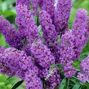 Buddleia davidii 'Nanho Blue' Buddleia davidii 'Nanho Blue'