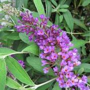 Buddleia davidii 'Nanho Purple' Buddleia davidii 'Nanho Purple'