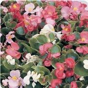 Begonia semperflorens