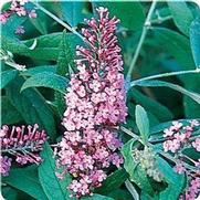 Buddleia davidii 'Pink Delight' Buddleia davidii 'Pink Delight'