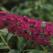 Buddleia davidii 'Royal Red' Buddleia davidii 'Royal Red'