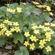 Caltha palustris