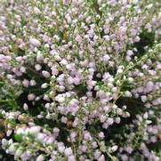 Calluna vulgaris 'County Wicklow'