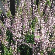 Calluna vulgaris 'Spring Torch'