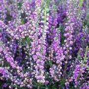 Calluna vulgaris 'Tib'