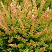 Calluna vulgaris 'Winter Chocolate'