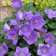 Campanula carpatica 'Blue Clips' Campanula carpatica 'Blue Clips'