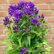 Campanula glomerata Campanula glomerata