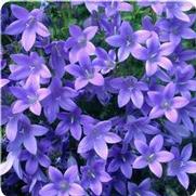 Campanula hybrid 'Birch Hybrids' Campanula hybrid 'Birch Hybrids'