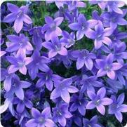 Campanula hybrid 'Birch Hybrids'