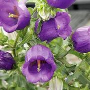 Campanula medium 'Champion Blue' Campanula medium 'Champion Blue'