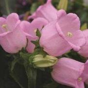 Campanula medium 'Champion Pink' Campanula medium 'Champion Pink'