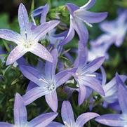 Campanula poscharskyana 'Blue Waterfall' Campanula poscharskyana 'Blue Waterfall'