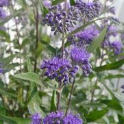Caryopteris x. clandonensis 'Dark Knight' Caryopteris x. clandonensis 'Dark Knight'