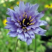 Catananche caerulea Catananche caerulea