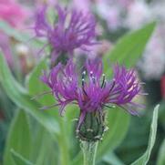 Centaurea montana 'Amethyst Dream'