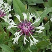 Centaurea montana 'Amethyst in Snow'