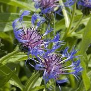 Centaurea montana 'Montana Blue'