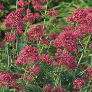 Centranthus ruber 'Valerian Red'