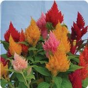 Celosia 