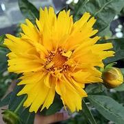 Coreopsis grandiflora 'Early Sunrise'