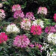 Cleome 