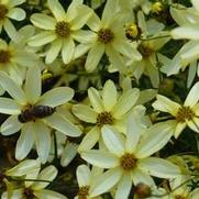 Coreopsis verticillata 'Moonbeam' Coreopsis verticillata 'Moonbeam'
