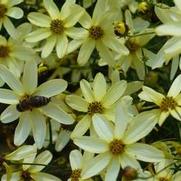 Coreopsis verticillata 'Moonbeam'