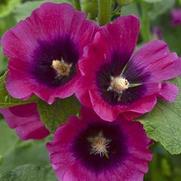 Alcea rosea 'Halo Cerise' Alcea rosea 'Halo Cerise'