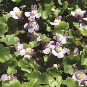 Cymbalaria muralis 'Kenilworth Ivy' Cymbalaria muralis 'Kenilworth Ivy'
