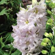 Delphinium elatum 'Magic Fountain Cherry Blossom/White Bee'