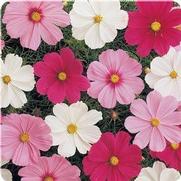 Cosmos Cosmos