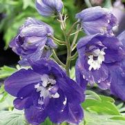 Delphinium Elatum 'Pacific Giant Black Knight'