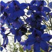 Delphinium grandiflorum 'Blue Butterfly'