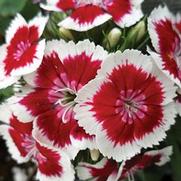 Dianthus barbatus 'Barbarini Red Picotee' Dianthus barbatus 'Barbarini Red Picotee'