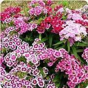 Dianthus barbatus 'Indian Carpet'