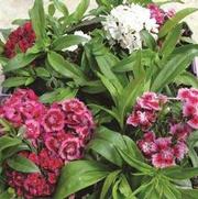 Dianthus barbatus 'Pinocchio' Dianthus barbatus 'Pinocchio'