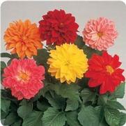Dahlia Dahlia