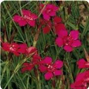 Dianthus deltoides 'Flashing Lights'