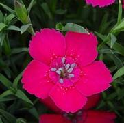 Dianthus deltoides 'Zing Rose' Dianthus deltoides 'Zing Rose'