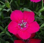 Dianthus deltoides 'Zing Rose'