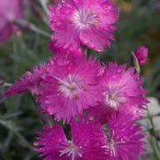 Dianthus gratianopolitanus 'Firewitch' Dianthus gratianopolitanus 'Firewitch'