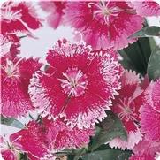 Dianthus 