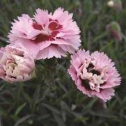 Dianthus hybrid 'Scent First Raspberry Surprise'