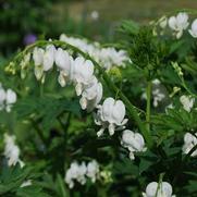 Dicentra spectabalis 'Alba' Dicentra spectabalis 'Alba'