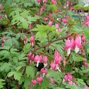 Dicentra spectabalis Dicentra spectabalis